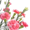 Dianthus 