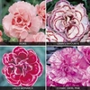Dianthus 