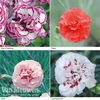 Dianthus 