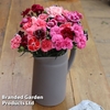 Dianthus 