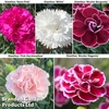 Dianthus 