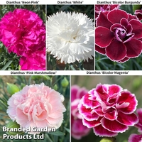 Dianthus 