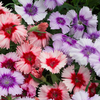 Dianthus 