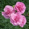 Dianthus 