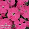 Dianthus 