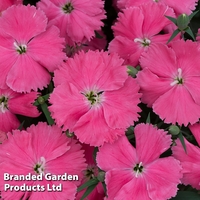 Dianthus 