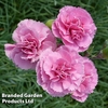 Dianthus 