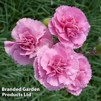 Dianthus 