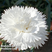 Dianthus 