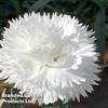 Dianthus 
