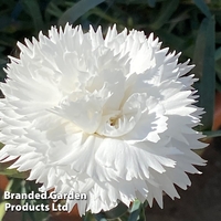 Dianthus 