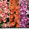 Diascia 