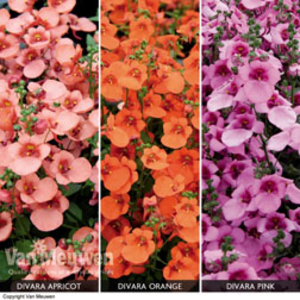 Diascia 