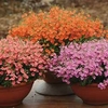 Diascia 