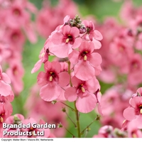 Diascia personata 