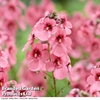 Diascia personata 