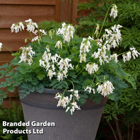 Dicentra 
