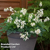 Dicentra 