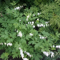 Dicentra spectablis 