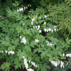 Dicentra spectablis 