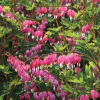 Dicentra spectablis