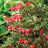 Dicentra spectablis 