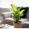 Dieffenbachia Camilla