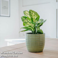 Dieffenbachia 