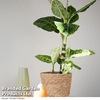 Dieffenbachia 