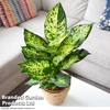 Dieffenbachia seguine Mars