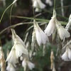 Dierama argyreum