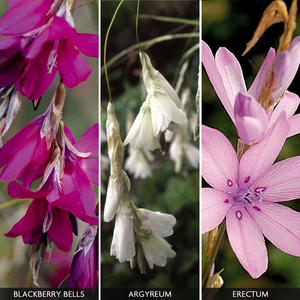 Dierama Collection