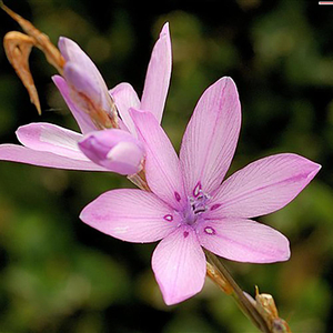 Dierama erectum