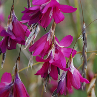 Dierama pulcherrimum 