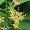 Diervilla sessilifolia 