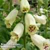 Digitalis 