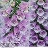Digitalis 