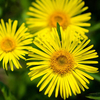 Doronicum caucasicum 