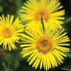 Doronicum caucasicum 