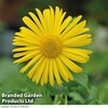 Doronicum caucasicum 