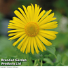 Doronicum caucasicum 