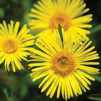 Doronicum caucasicum 
