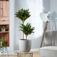 Dracaena fragrans 