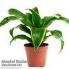 Dracaena fragrans 