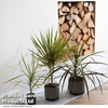 Dracaena marginata 