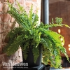 Dryopteris affinis (House Plant)