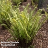 Dryopteris atrata