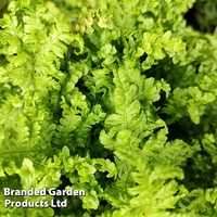 Dryopteris filix-mas 