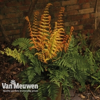 Dryopteris 