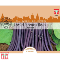 Dwarf Bean 